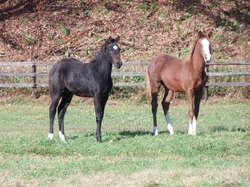 地方競馬